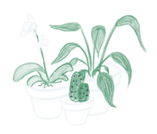 Dessin de trois plantes vertes en pot